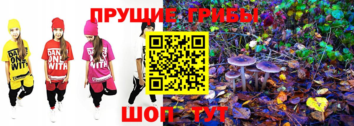 Выборг  Псилоцибиновые грибы Psilocybe  Вход с VPN 
