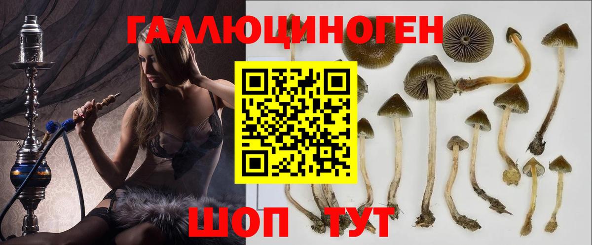 Галлюциногенные грибы Psilocybe Выборг